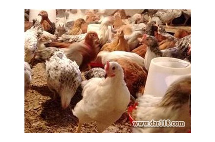 فروش جوجه بومي گلپايگان ۳ ماهه