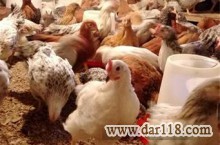 فروش جوجه بومي گلپايگان 3 ماهه