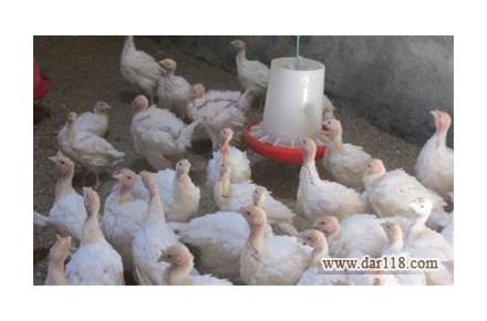 فروش جوجه بوقلمون بيوتي ۲۰ روزه