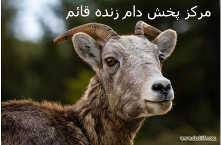 فروش گوسفند زنده به صورت شبانه روزی  - تصویر شماره 1