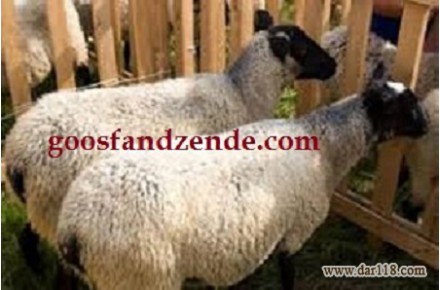 گوسفند زنده تهران با بهترین قیمت  - 2