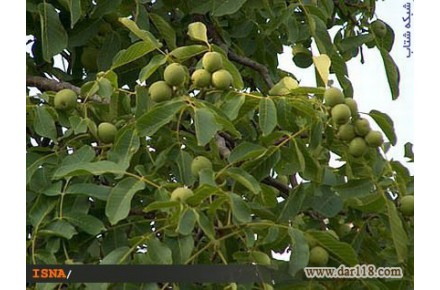 فروش زمین کشاورزی مناسب وام و تهاتر داری دوچاه آب و باغ گردو - 2