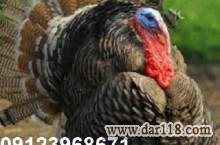  فروش جوجه بوقلمون برنز آمریکایی یک روزه و یک ماهه۰۹۱۲۳۹۶۸۶۷۱ 