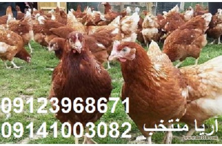  فروش مرغ بومي گلپايگان تخمگذار۰۹۱۲۳۹۶۸۶۷۱ 
