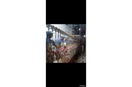 فروش بوقلمون زنده درب مزرعه به قیمت روز - 1