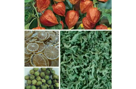 پخش گیاهان دارویی و معطر عطاری - 3