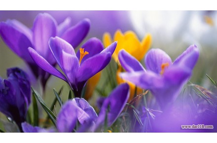 عرضه مرغوب ترین زعفران بسته بندی و فله - 1