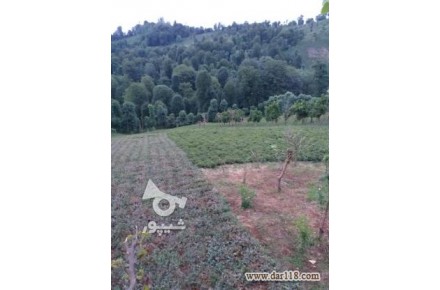 فروش باغ چای - 1