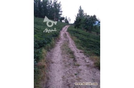 فروش باغ چای - 2