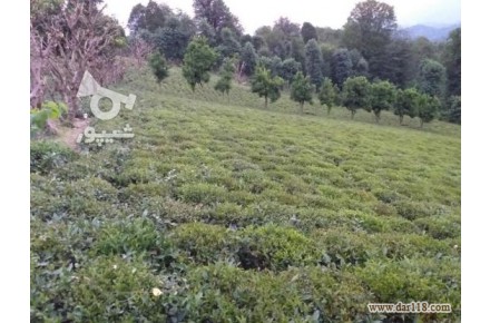 فروش باغ چای - 3