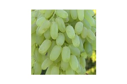 فروش عمده کشمش و افتابی - 6