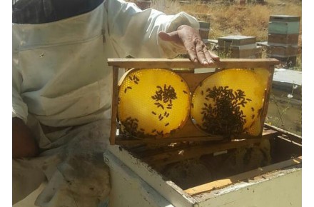 عسل طبیعی مراغه - 5