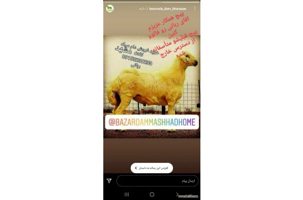بازار دام مشهد حومه - 3