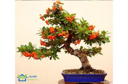 فروشگاه بذر بونسای و گل های زینتی - 2