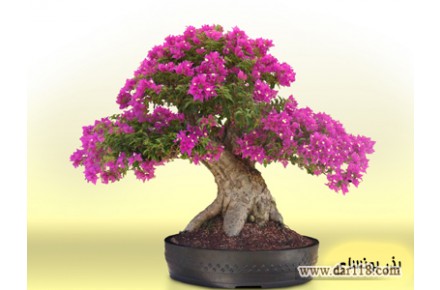 فروشگاه بذر بونسای و گل های زینتی - 3