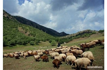 :: فروش گوشت ارگانیک گوسفند ( زنده و بسته بندی) - 2