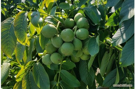 فروش تضمینی نهال گردو