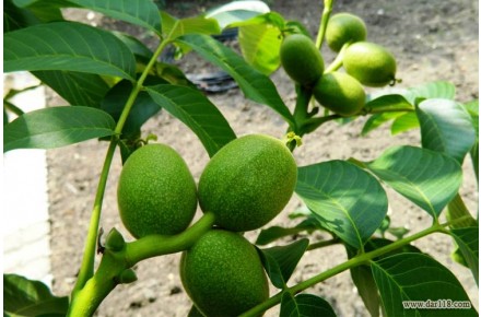 فروش تضمینی نهال گردو - 2