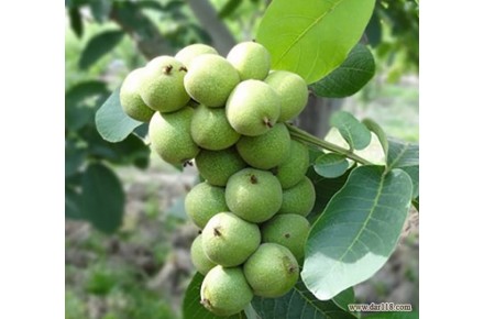 فروش تضمینی نهال گردو - 3