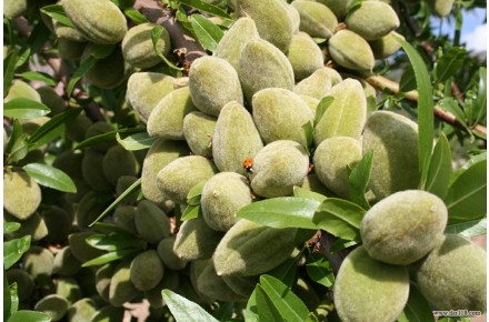 فروش عمده نهال میوه - 1