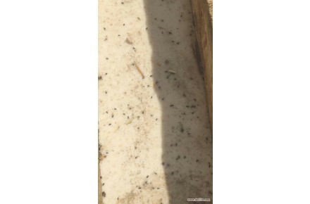 سم مگس آمریکائی کوئیک استریک قوی و مقرون به صرفه - 3