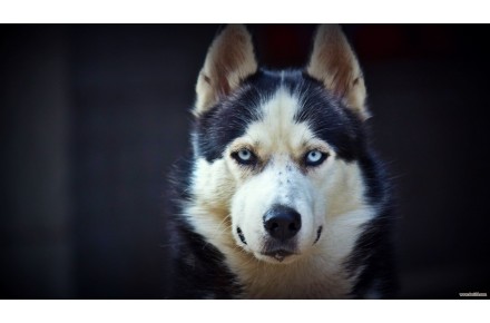 سگ هاسکی سیبرین - تصویر شماره 2