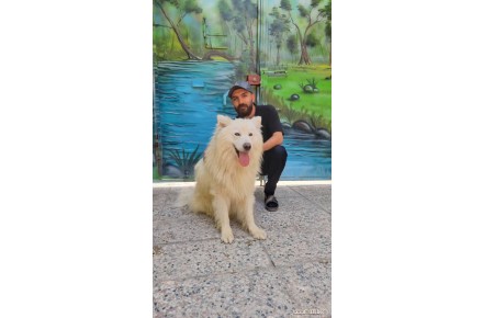 سگ سامویید فروشی مدارک کامل اصیل