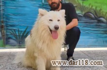 سگ سامویید فروشی مدارک کامل اصیل