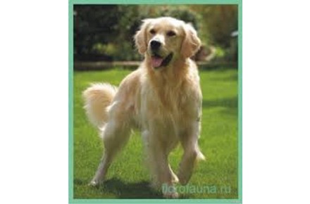 فروش سگ گلدن رتریور اصیل سگ پرستار و مهربان  - تصویر شماره 2