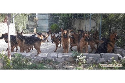 فروش توله سگ ژرمن _ قیمت توله ژرمن - 2