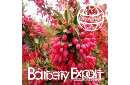 صادرات زرشک - 3