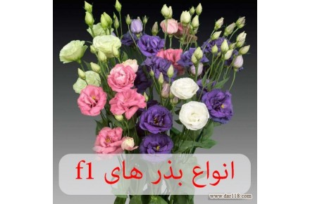 فروشگاه ظرافت ارائه کننده انواع بذر گل های f1 - 1