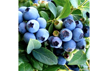بستر کشت بلوبری بلوپیت BluePeat - 2