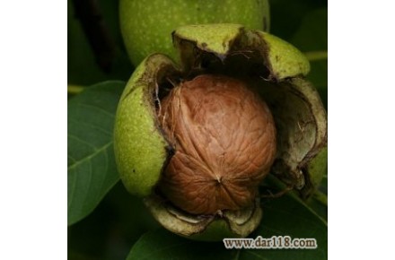 تولید و فروش بهترین انواع نهال میوه و زینتی در نهالستان آذربایجان - 3