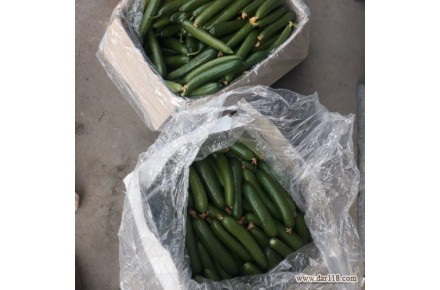 مرکز فروش و اعلام قیمت روز خیار گلخانه ای - 1