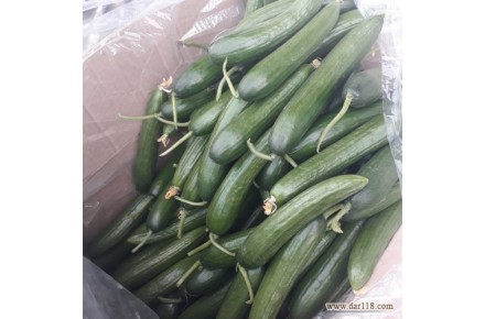 مرکز فروش و اعلام قیمت روز خیار گلخانه ای - 2