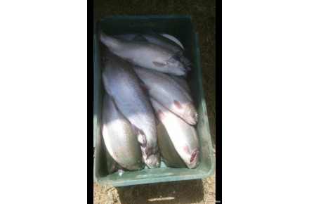 پخش عمده انواع گوشت و مرغ تازه،ماهی و میگوی دریایی - 2