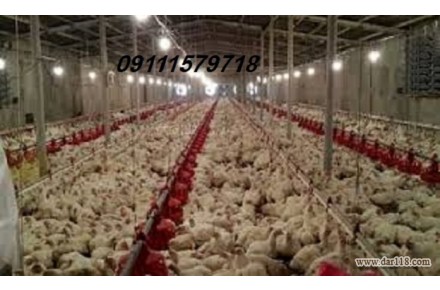فروش مرغداری تخمگذار .گوشتی. مادری در مازندران  - 1