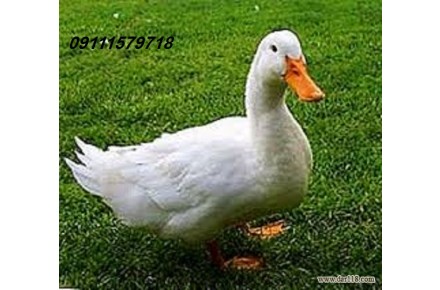 پروررش اردک  اردک صنعتی جهت صادرات  - تصویر شماره 1