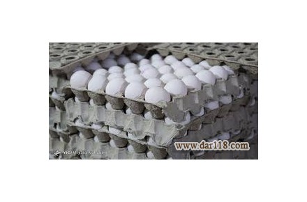 پخش مستقیم تخم مرغ  از انبار مرغداری تهران - 1