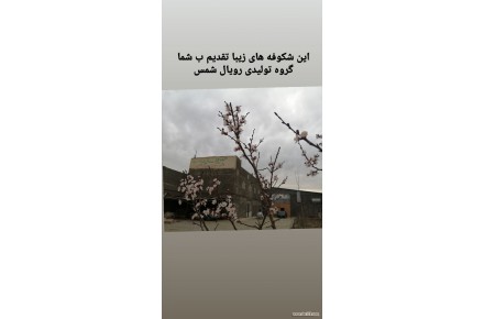 کالای خواب رویال شمس   