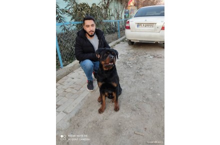 توله روتوایلر پوزه دلقکی - 3