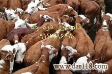 خرید و فروش گوساله سیمینتال