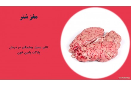 فروش مغز شتر - 1
