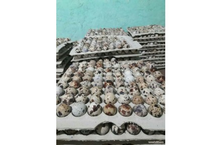 تخم نطفه دار بلدرچین - 2