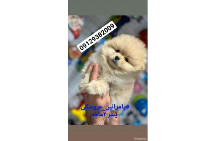 فروش توله سگ پامرانین خرسی و عروسکی 