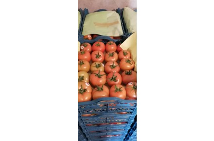 گوجه گلخانه ای - 1