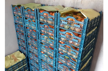 گوجه گلخانه ای - 2