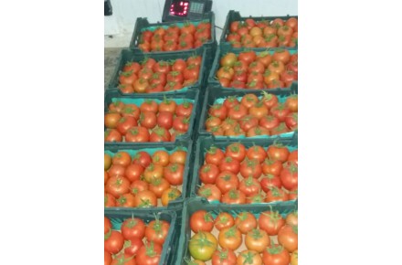 گوجه گلخانه ای - 3