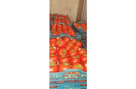 گوجه گلخانه ای - 4